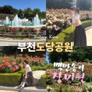 도당커피 | 부천 백만송이 장미축제 장미원 주차 도당공원 실시간 꽃구경 명소
