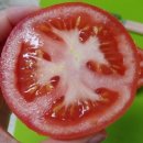 토마토 판매합니다. 이미지