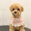 아이앤독 이미지