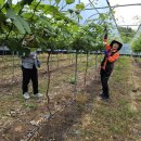 흙진주포도체험마을 이미지