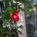 캘리그라피 이미지