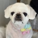 The dog 애견미용샵 네이버블로그