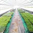 선녀농장 이미지