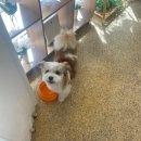 진이와보리의하루 이미지