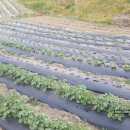 고랑정미소 이미지