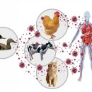 지식큐레이터 강양구 기자의 2024년 올해의 책 | 코로나19 다음은 조류 독감일지도: H5N1이라는 시한 폭탄