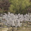 자산동201 | [공지] 대구 | 벚꽃 실시간 2026, 두류공원·이월드 개화 상태 &amp; 산책 코스 추천 (4월 2일 기준)