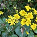 너릿재길1 이미지