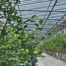 정우농원 이미지