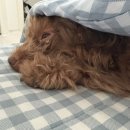 축복 펫살롱 이미지