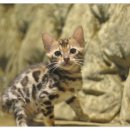 아림프라자 이미지