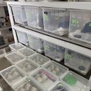 햄스터 분양 햄스터월드 이미지