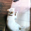 복실이 한정식 이미지