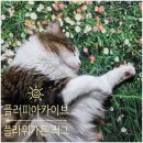 고양이집사 이미지