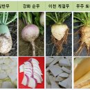 무주자연약초