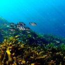 바다의숲 이미지