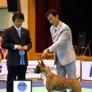 오렌지나이트 이미지