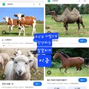 카멜 이미지