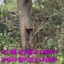 폰153 이미지