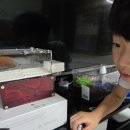 동물의 왕국 | 우리집 동물의왕국을 소개해보아요♡ 사슴벌레,개미군단,거북이 키우기♡