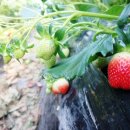 경화농장 이미지