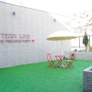 대구강아지분양 테디럽 이미지