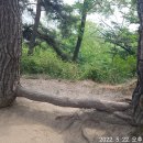 땅비사리 Daum카페