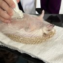 상도힐링동물병원 이미지