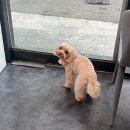 강아지미용실 이미지