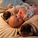 강아지정류장 이미지