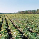 단군농장 이미지