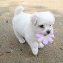 이쁜강아지 이미지