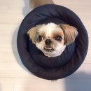 애니온동물병원 이미지