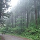 6월 정기산행 정성 축령산 편백나무숲 이미지