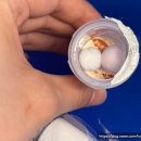 씽크바이오 에어볼 세럼 후기 콜라겐 히알루론산으로 주름 탄력 보습 효과