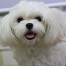 도그앤 제이 이미지