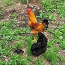 송이마을사슴농장 이미지