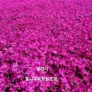 서울야생화 이미지