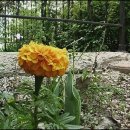 PLAY SONG 이미지