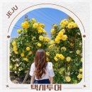 제주도 택시투어 비용 대절 추천 1박2일 자유여행 서부 관광 명소 코스