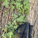 ㈜하늘 | 2025 산티아고 순례길 후기 37 - 걷다 보면 삶이 보인다 (도보 34일차 ▶️ 아르수아)