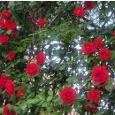 부흥중학교 정문 앞 이미지