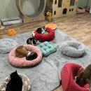 부산강서구여성센터 | [부산 강서구 동물보호센터] 고양이방 봉사활동 후기, 귀여운 애옹들