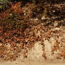 멍멍이 날다 이미지