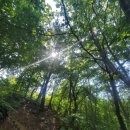 장태산자연휴양림 | [대전/등산] 장태산 자연휴양림 5월 방문 후기｜메타세쿼이아 숲 힐링 산책 코스 추천