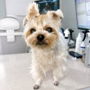 24시월드펫동물메디컬센터 | 우리 또리 아파쪄여 ㅠㅠ(24시월드펫동물메디컬센터 방문기)