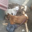 엄마는장금이 이미지