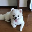 한사랑동물병원 이미지