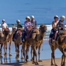 낙타와돌고래 | 인생샷 보장! 포트스테판 풀코스 투어 솔직 후기 (돌고래, 사막, 와이너리)