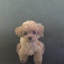 멍멍이네미용실 이미지